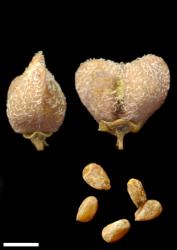 Veronica cheesemanii subsp. cheesemanii. Capsule and seeds. Scale = 1 mm.
 Image: P.J. Garnock-Jones © P.J. Garnock-Jones CC-BY-NC 3.0 NZ